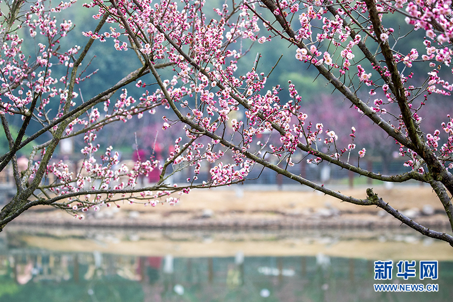 【城市遠洋】重慶南川：梅花綻放春意濃