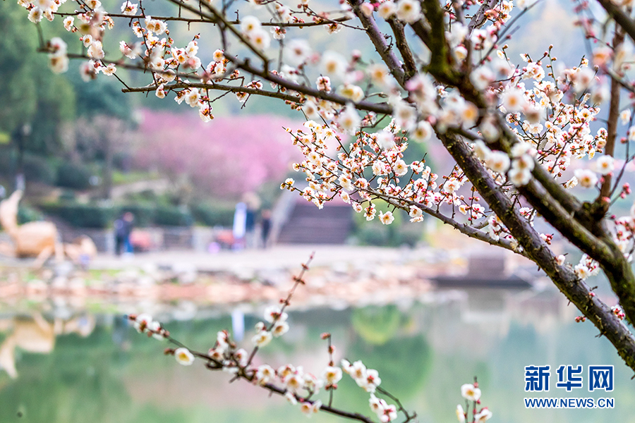 【城市遠洋】重慶南川：梅花綻放春意濃