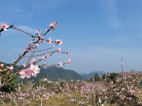 重慶市巴南區東溫泉鎮第二屆春季賞花溫泉節即將開幕_fororder_圖片1