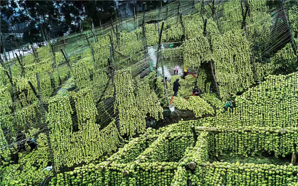 中國重慶·涪陵榨菜産業國際博覽會將於2月20日舉行_fororder_圖片2