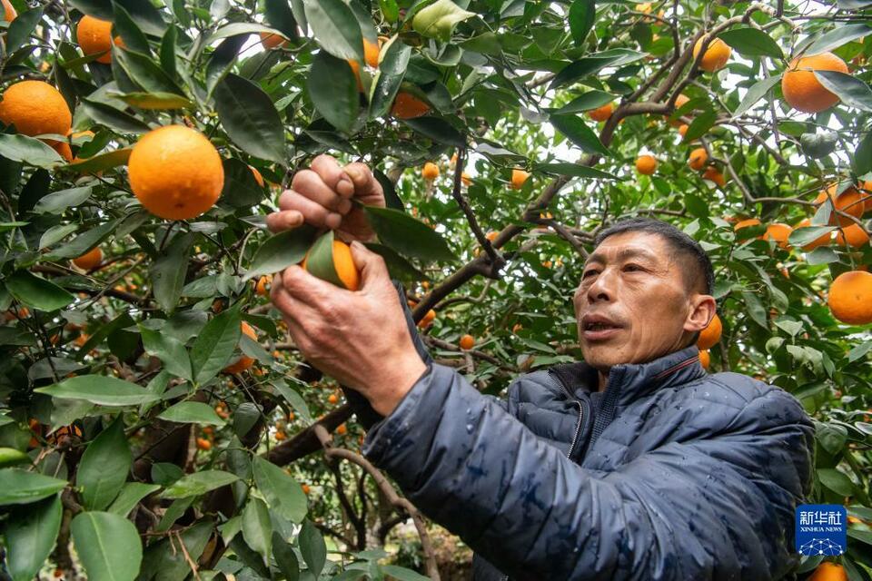 【城市遠洋】“有詩有橙有遠方”——“詩橙”奉節走出農文旅綠色蝶變新路