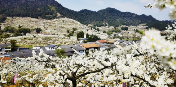 【原創】重慶渝北邀廣大市民前來賞春日“雪景” 邂逅粉色浪漫_fororder_4