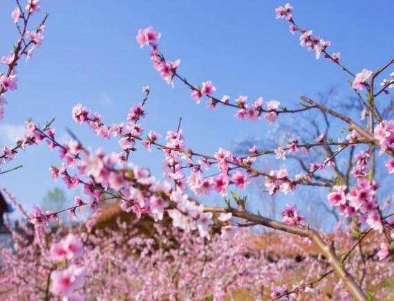 【原創】重慶渝北邀廣大市民前來賞春日“雪景” 邂逅粉色浪漫_fororder_5