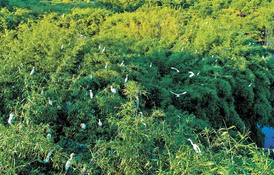 重慶巴南：生態美 鷺鳥飛