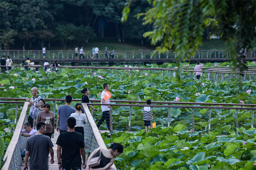 重慶南岸：夏日荷花開 生態畫卷美_fororder_LOCAL1690687901034W25L70ED94