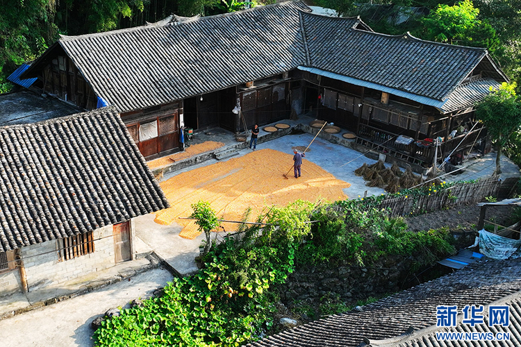 重慶：萬畝梯田如畫卷 巴渝山鄉好“豐”景