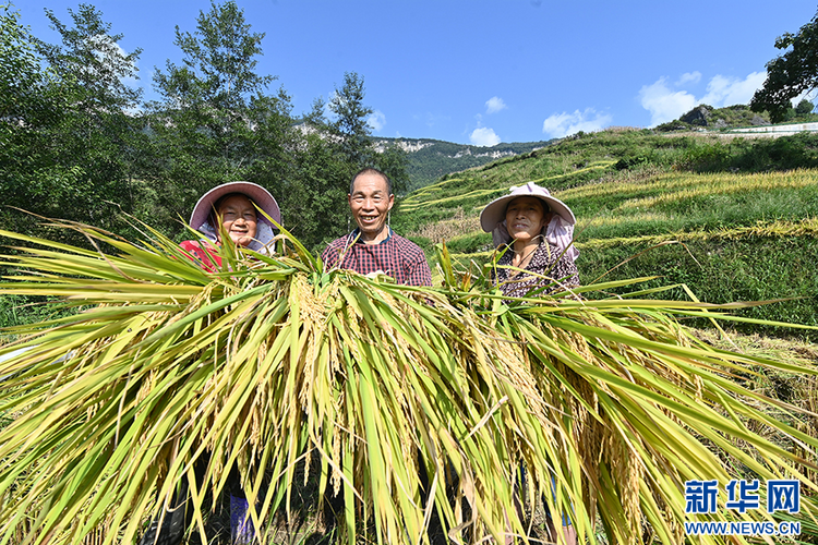 重慶：萬畝梯田如畫卷 巴渝山鄉好“豐”景