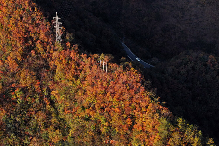 重慶城口：彩葉斑斕 美景醉人