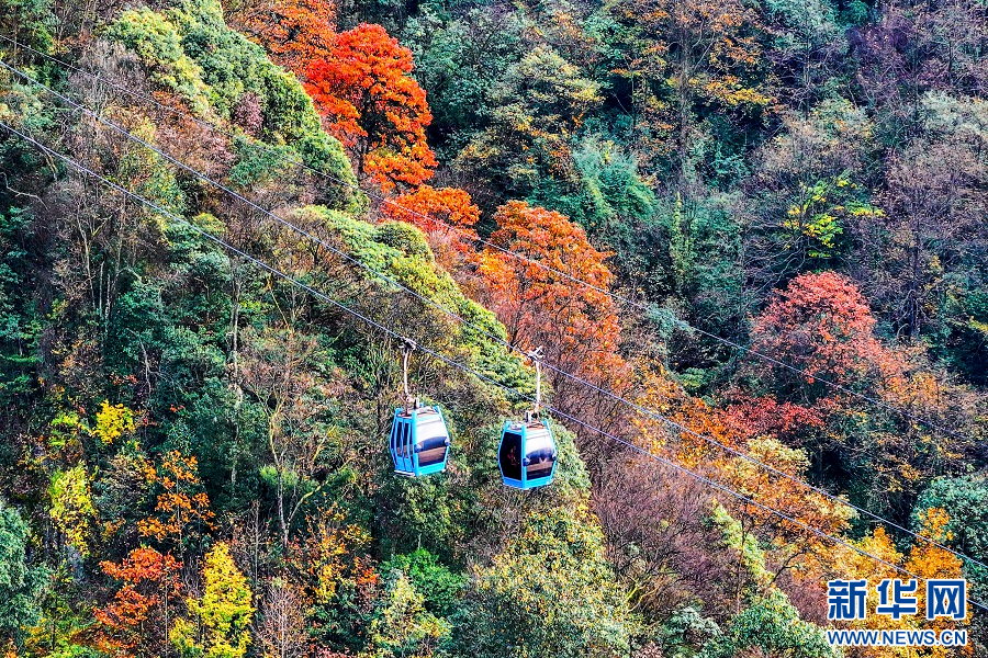 重慶南川：金佛山彩林如畫