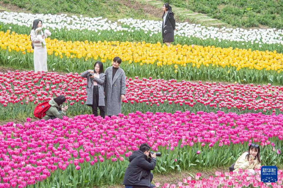 重慶長壽湖：花開迎春來