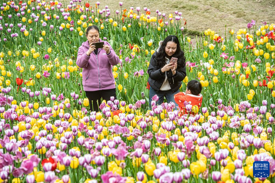 重慶長壽湖：花開迎春來