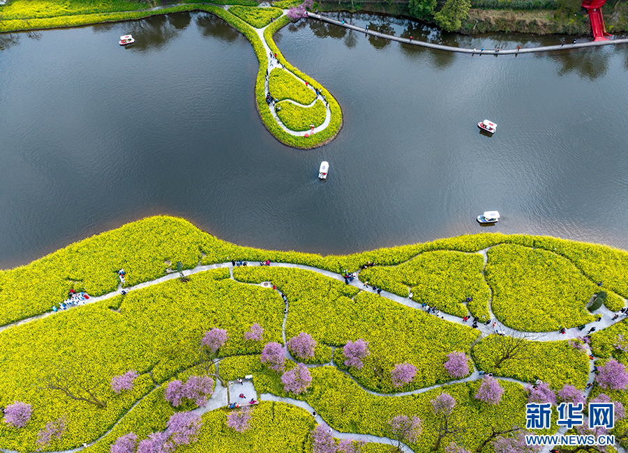 重慶巴南：花海踏春景如畫