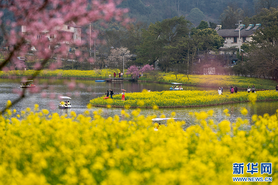 重慶巴南：花海踏春景如畫