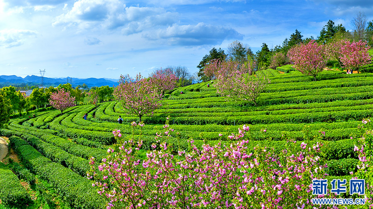 重慶秀山：櫻花茶園迎來最美時節