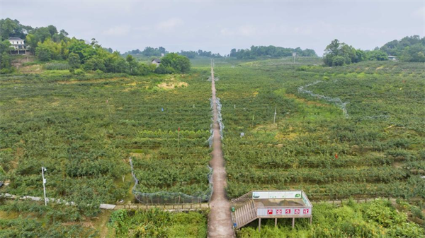 重慶巴南：萬畝梨迎來採摘季_fororder_圖片2