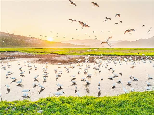 重慶開州： 生態濕地 鷺鳥家園