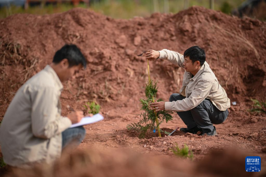 重慶：保護瀕危植物 築牢生態屏障