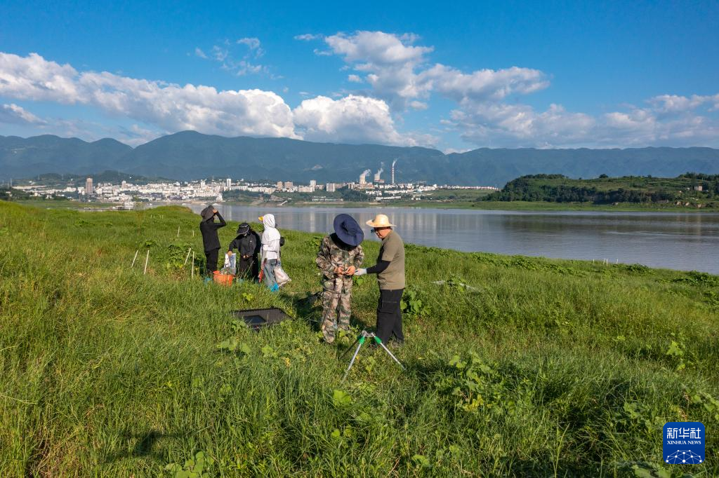 重慶：保護瀕危植物 築牢生態屏障