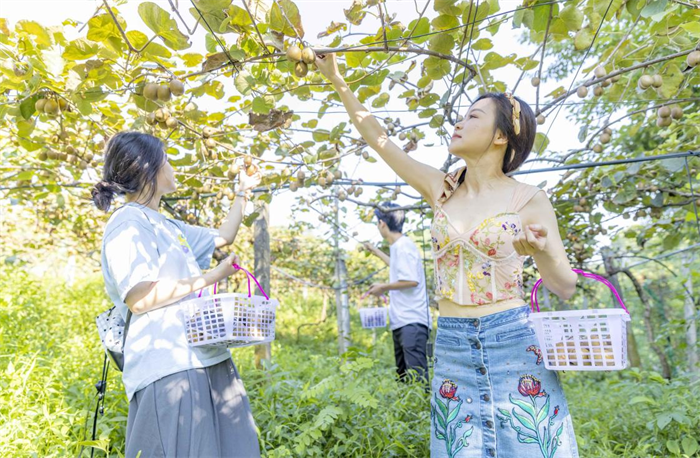 重慶巴南：180畝獼猴桃喜迎豐收_fororder_圖片2