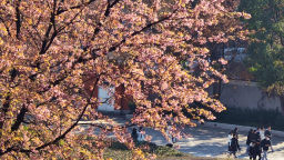 重慶巫山：冬櫻花開俏枝頭