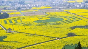 重慶潼南：以花為媒 促農文旅融合發展