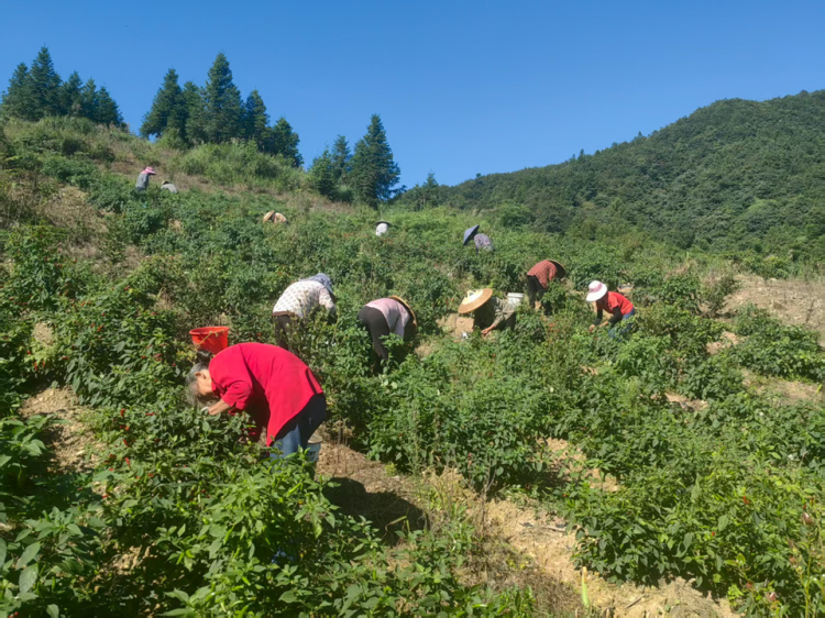 重慶秀山鐘靈：大戶引路 小農戶擁抱“火紅”增收夢_fororder_圖片1