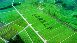 重慶涪陵啟動烏江榨菜全國創意徵集大賽
