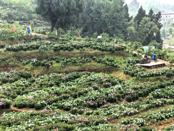 重慶墊江：農文旅融合 “花經濟”推動鄉村振興_fororder_圖片1