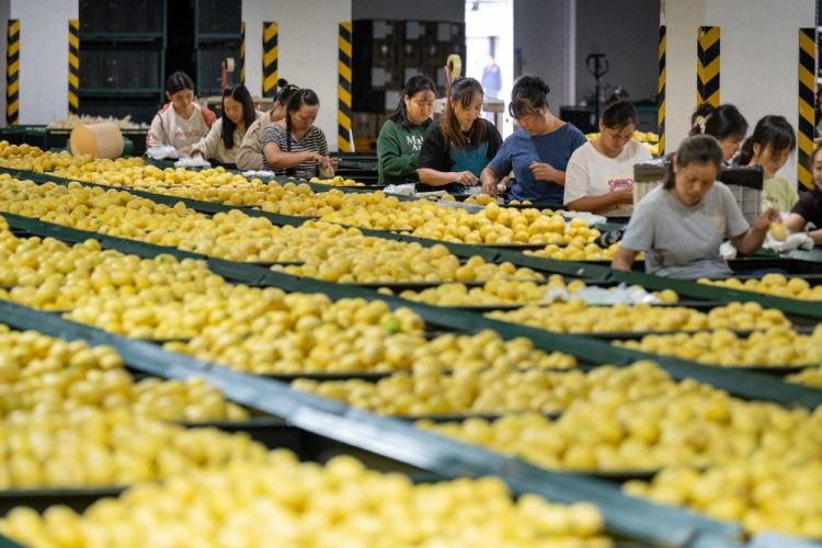 重慶潼南：應季檸檬加工開啟“加速鍵”