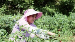 重慶彭水：石漠化荒地逆襲 “石頭地”種成“辣椒園”