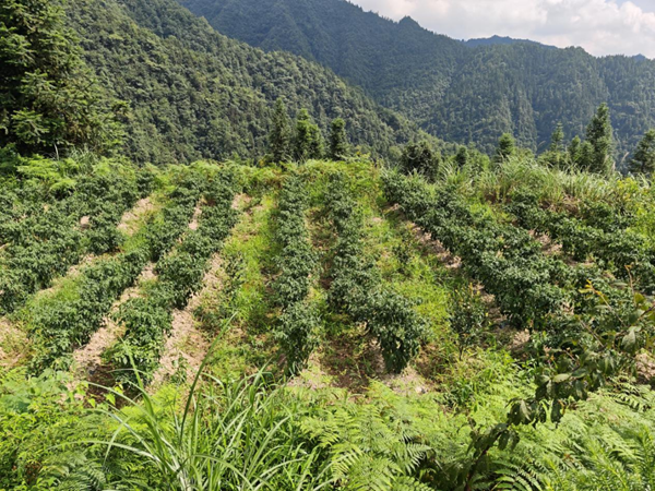 重慶市秀山縣鐘靈鎮：創新“油茶+辣椒”套種模式 激活土地效益助農增收_fororder_圖片1