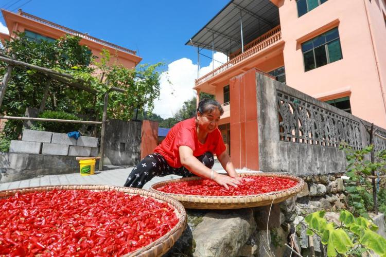 重慶秀山：農家曬秋忙
