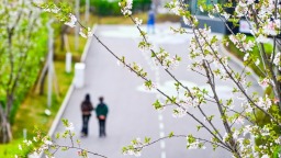 重慶：櫻花綻放 山城春意盎然
