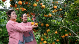 2.5萬畝橙園飄香 重慶豐都柑橘採摘季啟幕