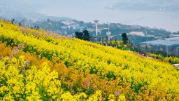 重慶：油菜花開春意濃