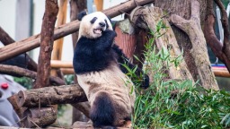 重慶動物園大熊貓搬新家