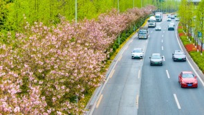 重慶：櫻花綻放 山城春意盎然