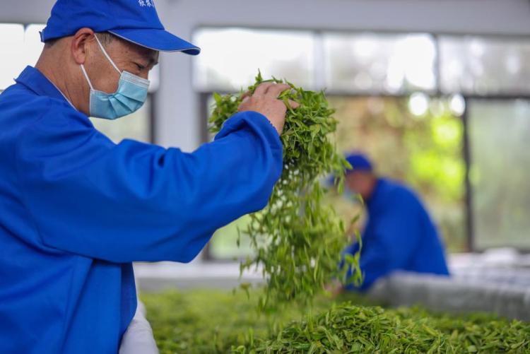 重慶綦江：“綠葉子”撬動“金産業”