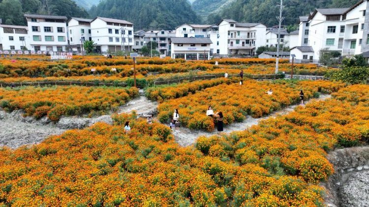 重慶酉陽：鄉村花海醉遊人