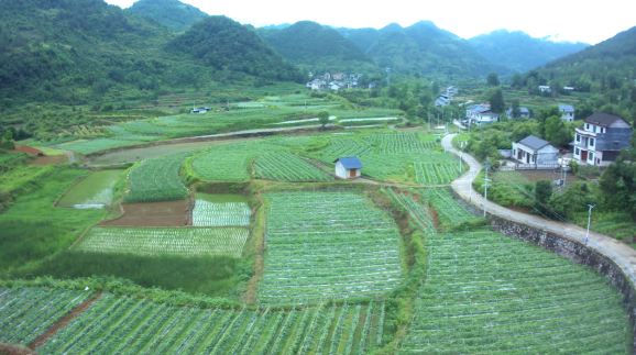 重慶市秀山縣妙泉鎮：“五力”助“三增” 實幹促和美_fororder_微信圖片_20250618150300