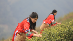 重慶秀山：明前茶飄香 山中採葉忙
