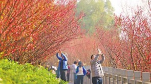 重慶：紅梅提前開 市民打卡忙