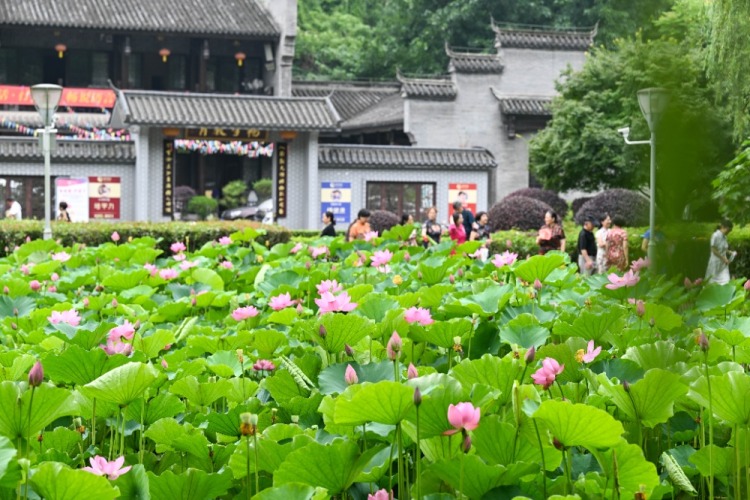 重慶：早荷初綻 市民打卡享愜意生活