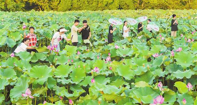 重慶墊江：千畝花海帶動農旅融合