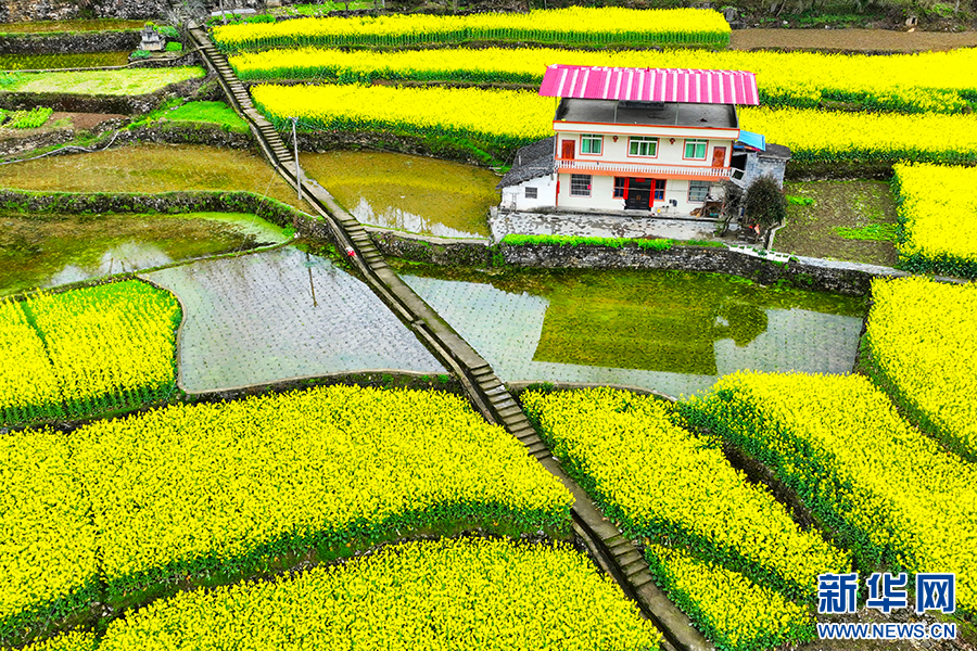 重慶：油菜花開春意濃