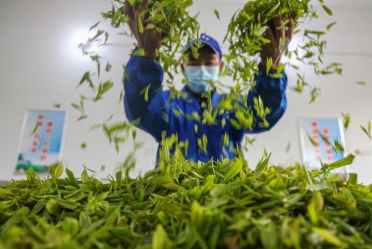 重慶綦江：“綠葉子”撬動“金産業”