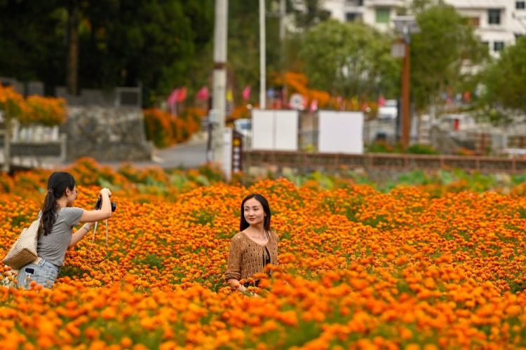 重慶酉陽：鄉村花海醉遊人
