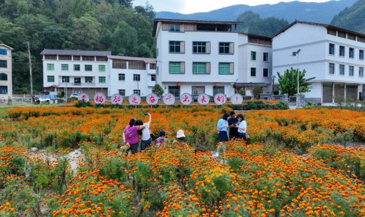 重慶酉陽：鄉村花海醉遊人