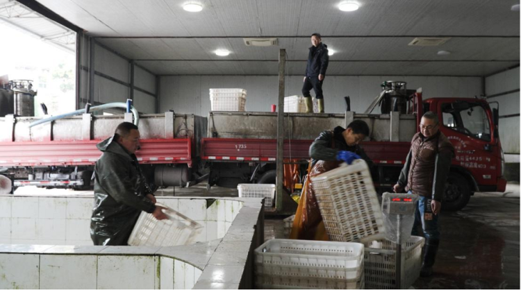 年産烏魚2300余噸 重慶銅梁高碑村走出特色致富路_fororder_mmexport1757996161447