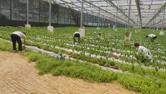 重慶郵電大學師生赴奉節縣開展暑期“三下鄉”社會實踐活動_fororder_微信圖片_20250716161726